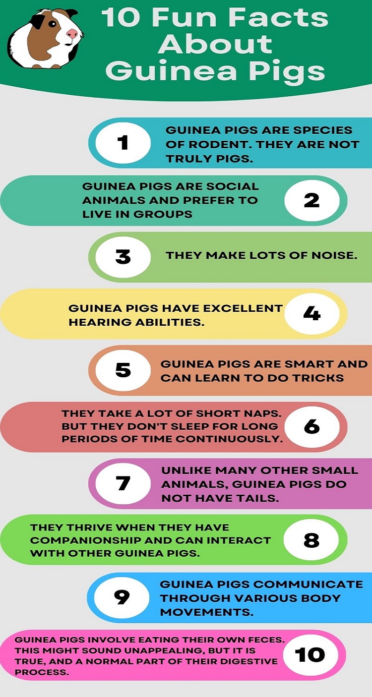 Image - 10 Fun Facts About Guinea Pigs