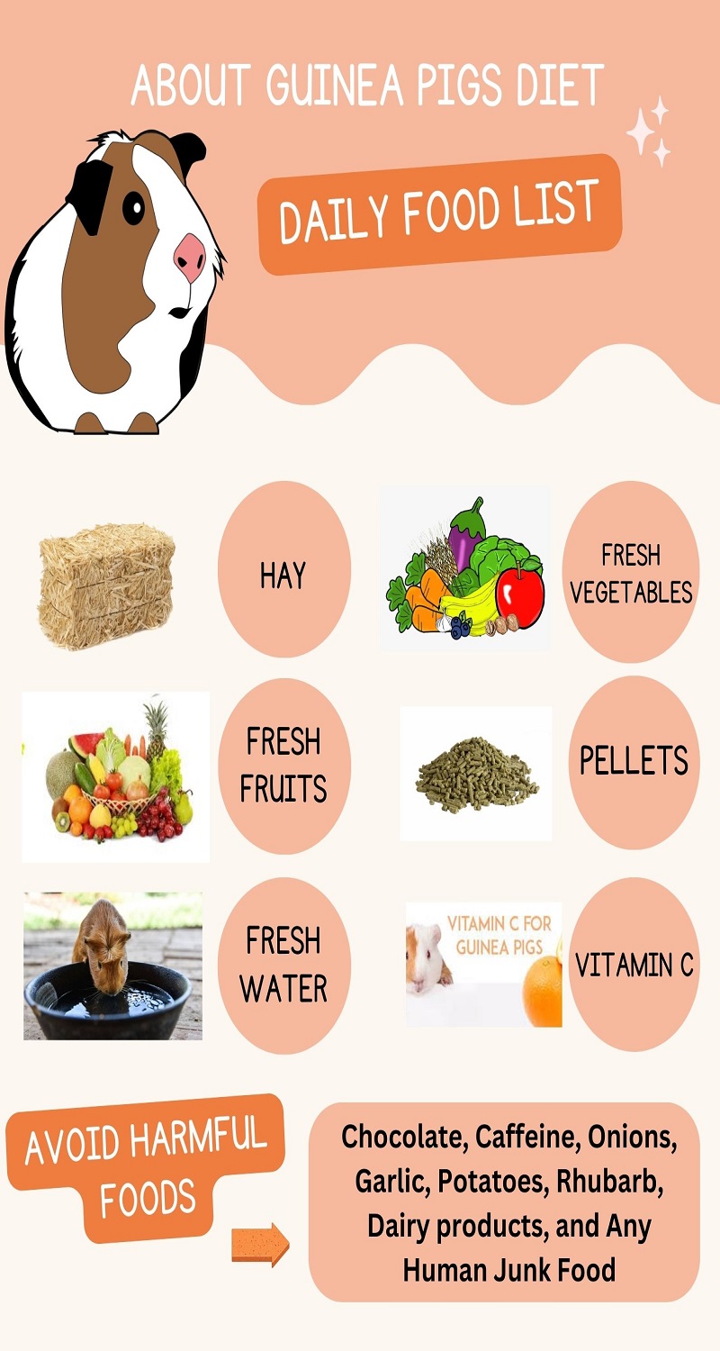 Infographic - About Guinea Pigs Diet