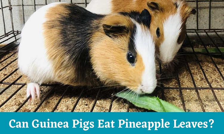 Can Guinea Pigs Eat Pineapple Leaves