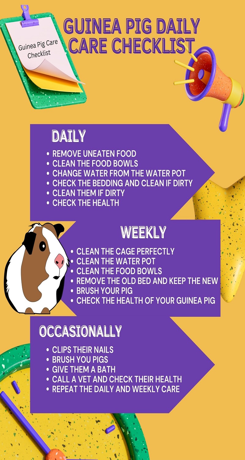 Infographic - Guinea Pig Daily Care Checklist