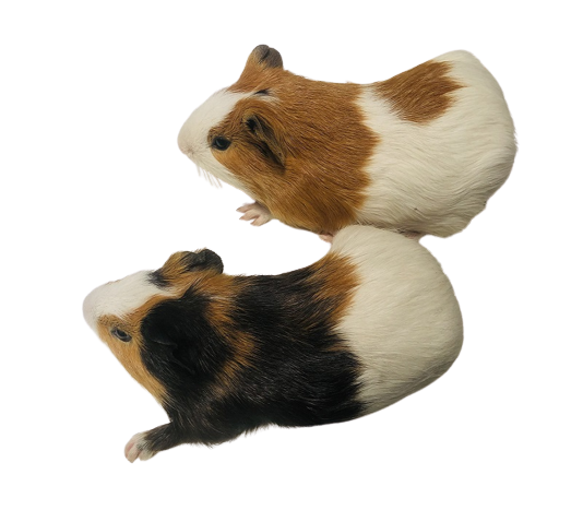 Photo – Our guinea pigs (Max and Maya)