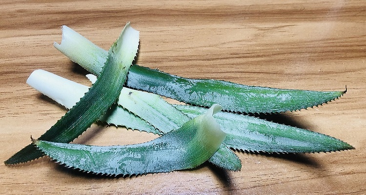 Pineapple Leaves