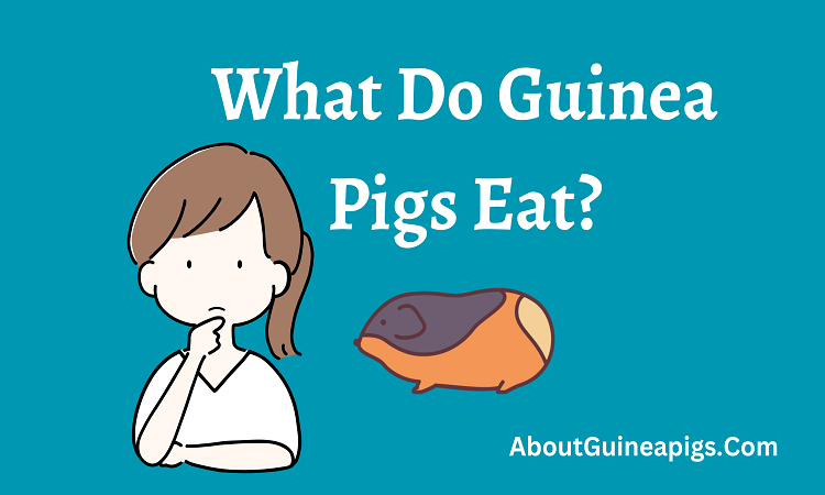 What Do Guinea Pigs Eat