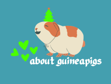 About Guinea Pigs