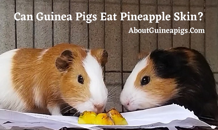 Can Guinea Pigs Eat Pineapple Skin