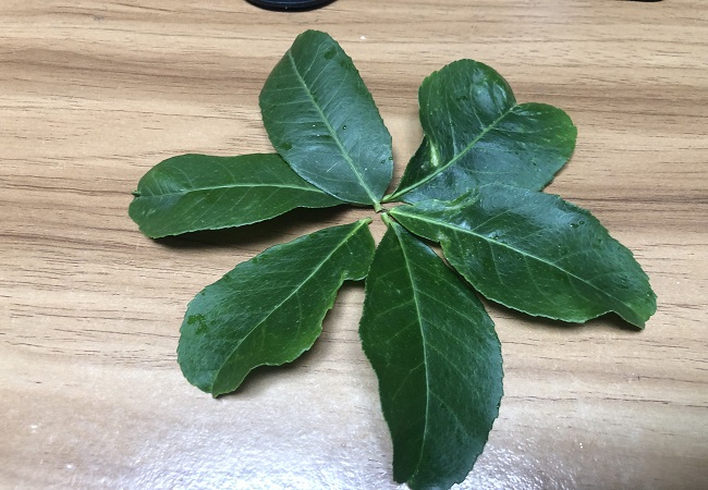 Lemon Leaves