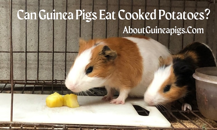 can guinea pigs eat cooked potatoes