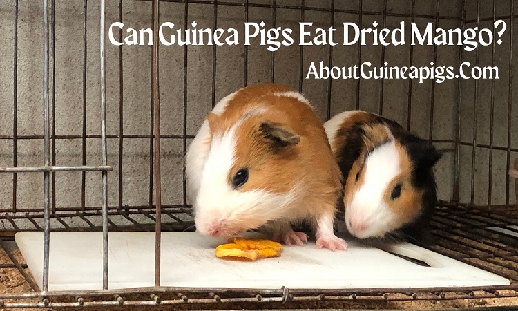 can guinea pigs eat dried mango