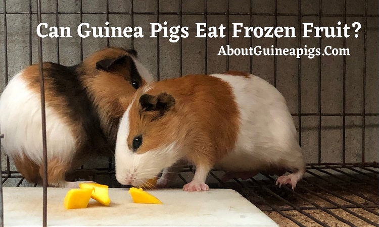 can guinea pigs eat frozen fruit