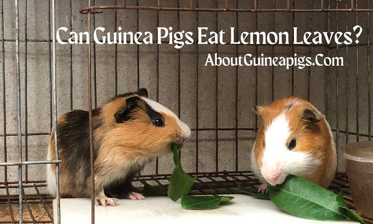 can guinea pigs eat lemon leaves