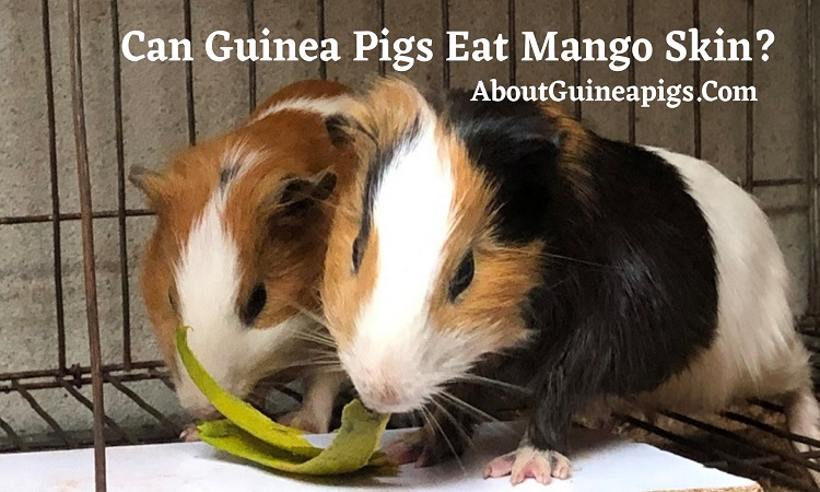 can guinea pigs eat mango skin