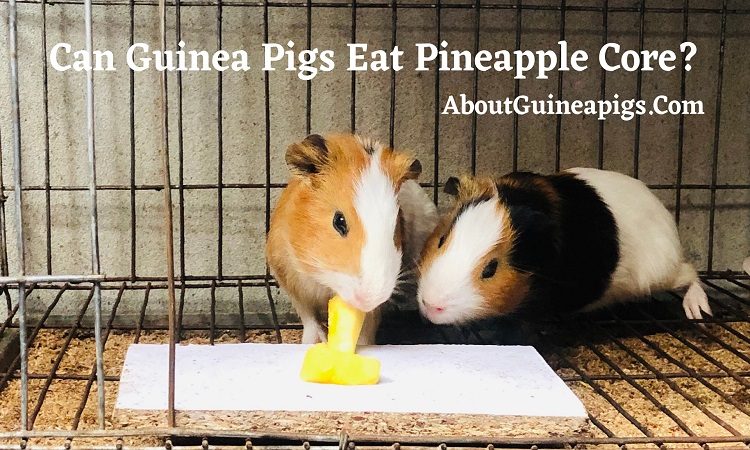 can guinea pigs eat pineapple core