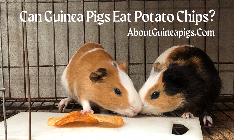 can guinea pigs eat potato chips