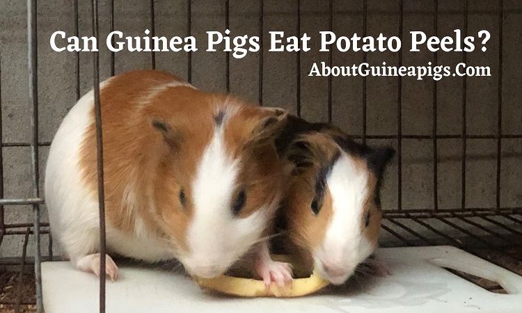 can guinea pigs eat potato peels