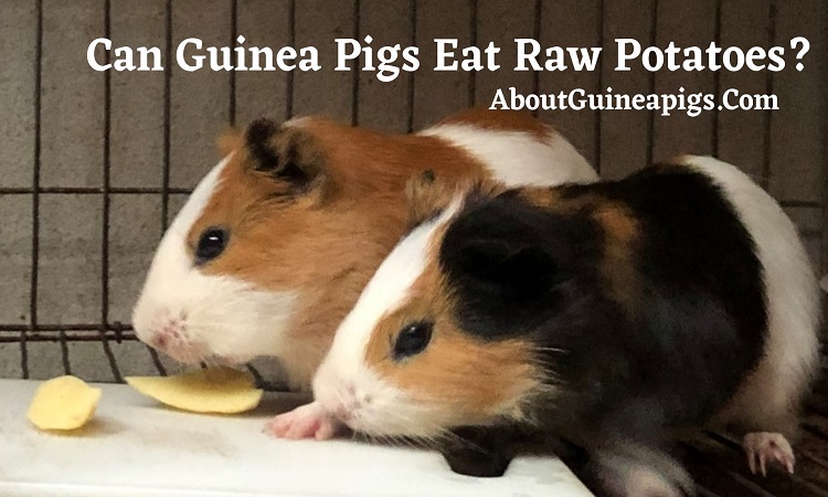 can guinea pigs eat raw potatoes