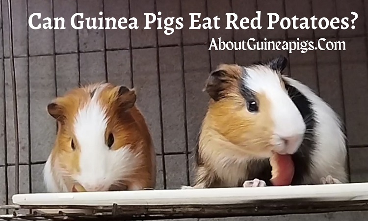 can guinea pigs eat red potatoes