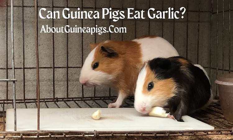 Can Guinea Pigs Eat Garlic