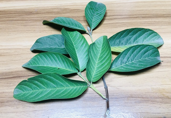 Guava Tree Leaves