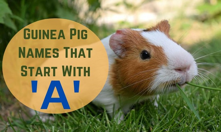 Guinea Pig Names That Start With A