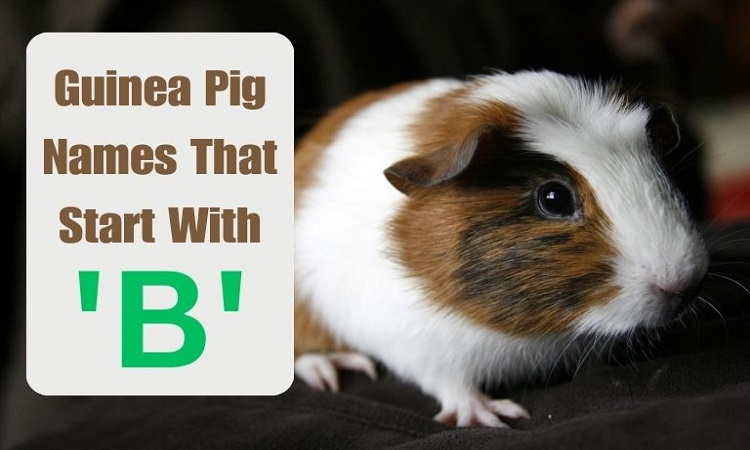 Guinea Pig Names That Start With B