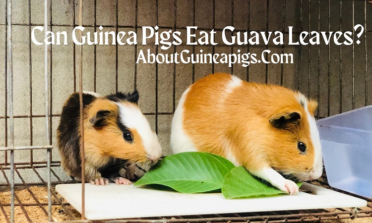 can guinea pigs eat guava leaves