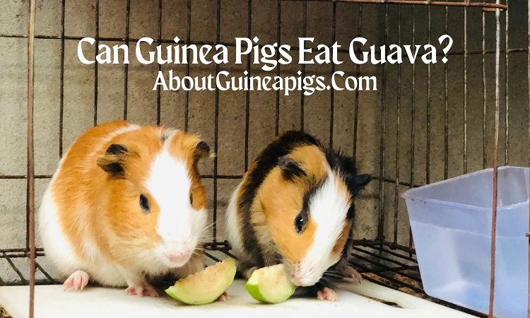 can guinea pigs eat guava