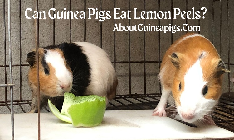 can guinea pigs eat lemon peels