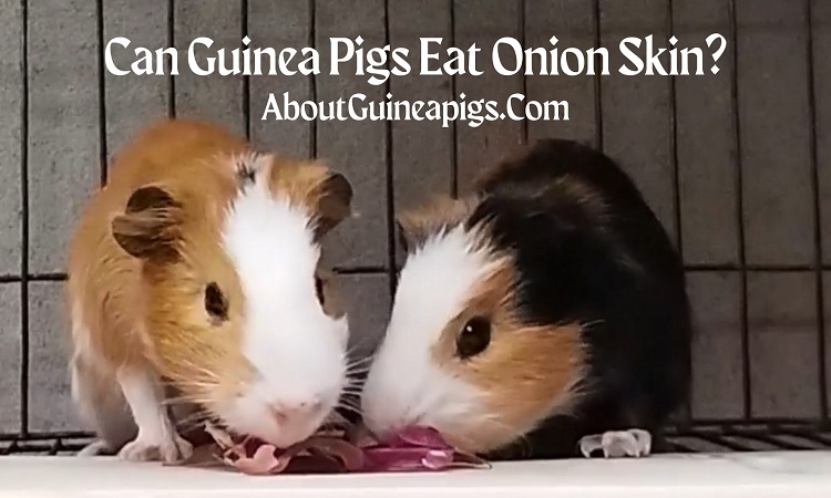 can guinea pigs eat onion skin