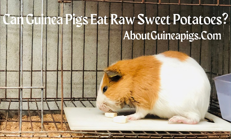 can guinea pigs eat raw sweet potatoes