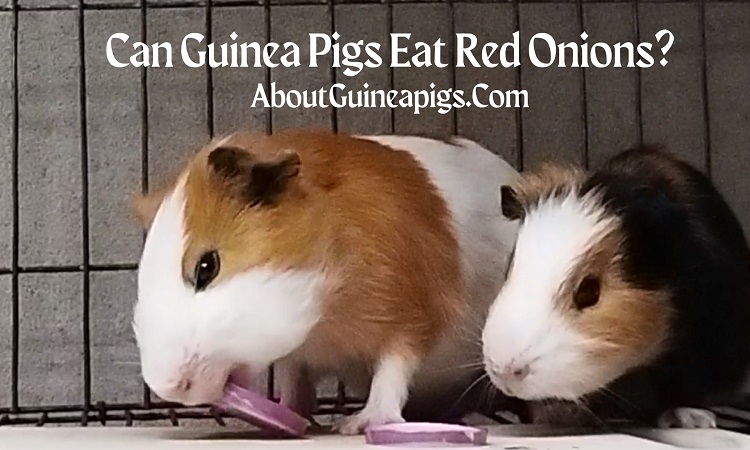 can guinea pigs eat red onions