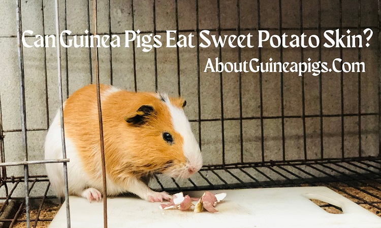 can guinea pigs eat sweet potato skin