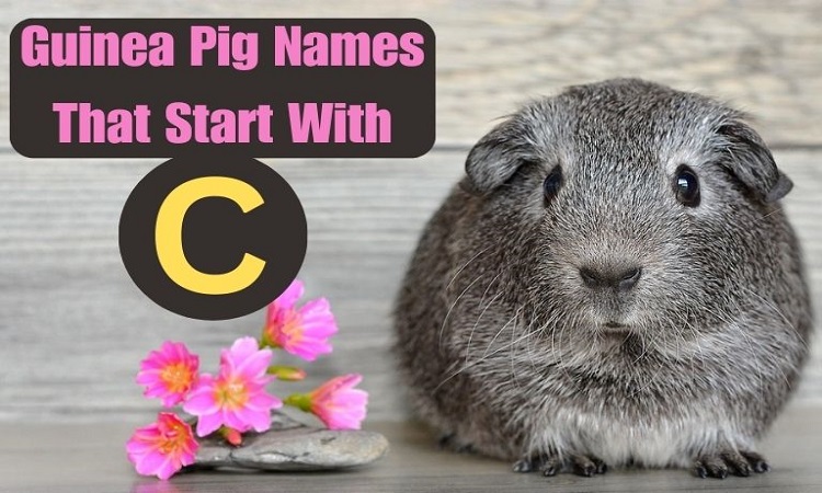 Guinea Pig Names That Start With C