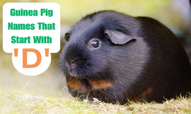 Guinea Pig Names That Start With D