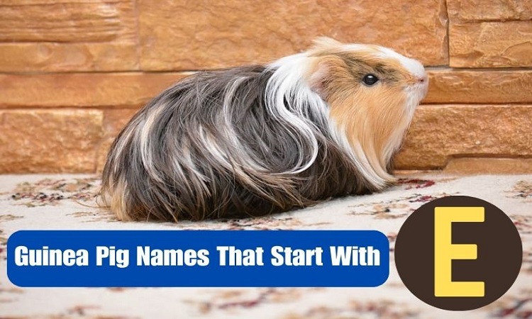 Guinea Pig Names That Start With E