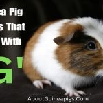 Guinea Pig Names That Start With G