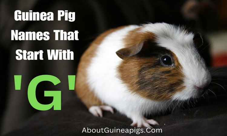 Guinea Pig Names That Start With G