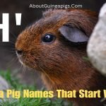 Guinea Pig Names That Start With H