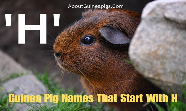 Guinea Pig Names That Start With H