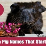 Guinea Pig Names That Start With I