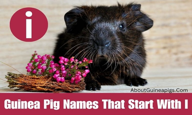 Guinea Pig Names That Start With I