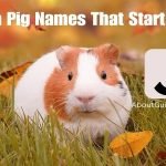 Guinea Pig Names That Start With J