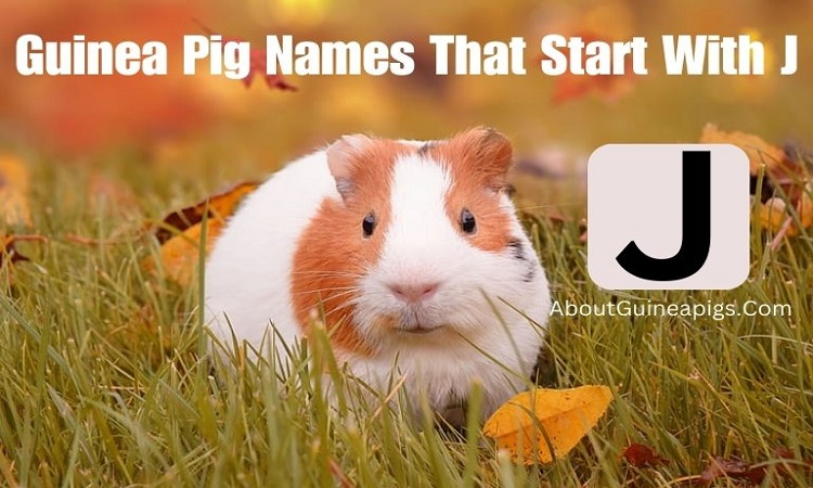 Guinea Pig Names That Start With J