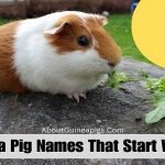 Guinea Pig Names That Start With K