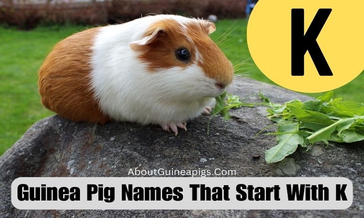 Guinea Pig Names That Start With K