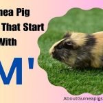 Guinea Pig Names That Start With M