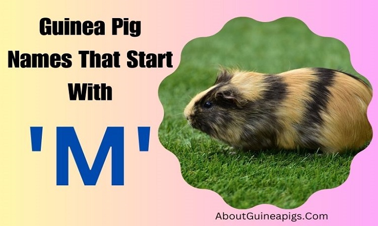 Guinea Pig Names That Start With M