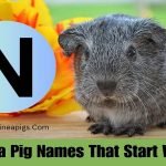 Guinea Pig Names That Start With N