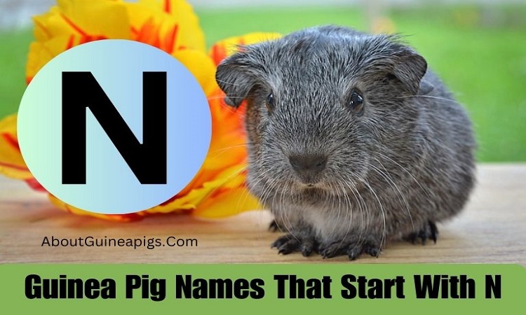 Guinea Pig Names That Start With N