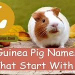 Guinea pig names that start with L