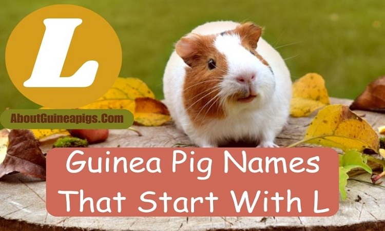 Guinea pig names that start with L